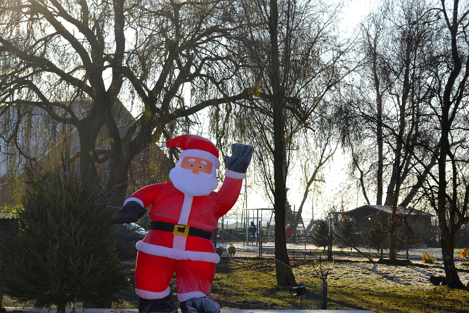 Nordmann Excellent kerstbomen Uithoorn