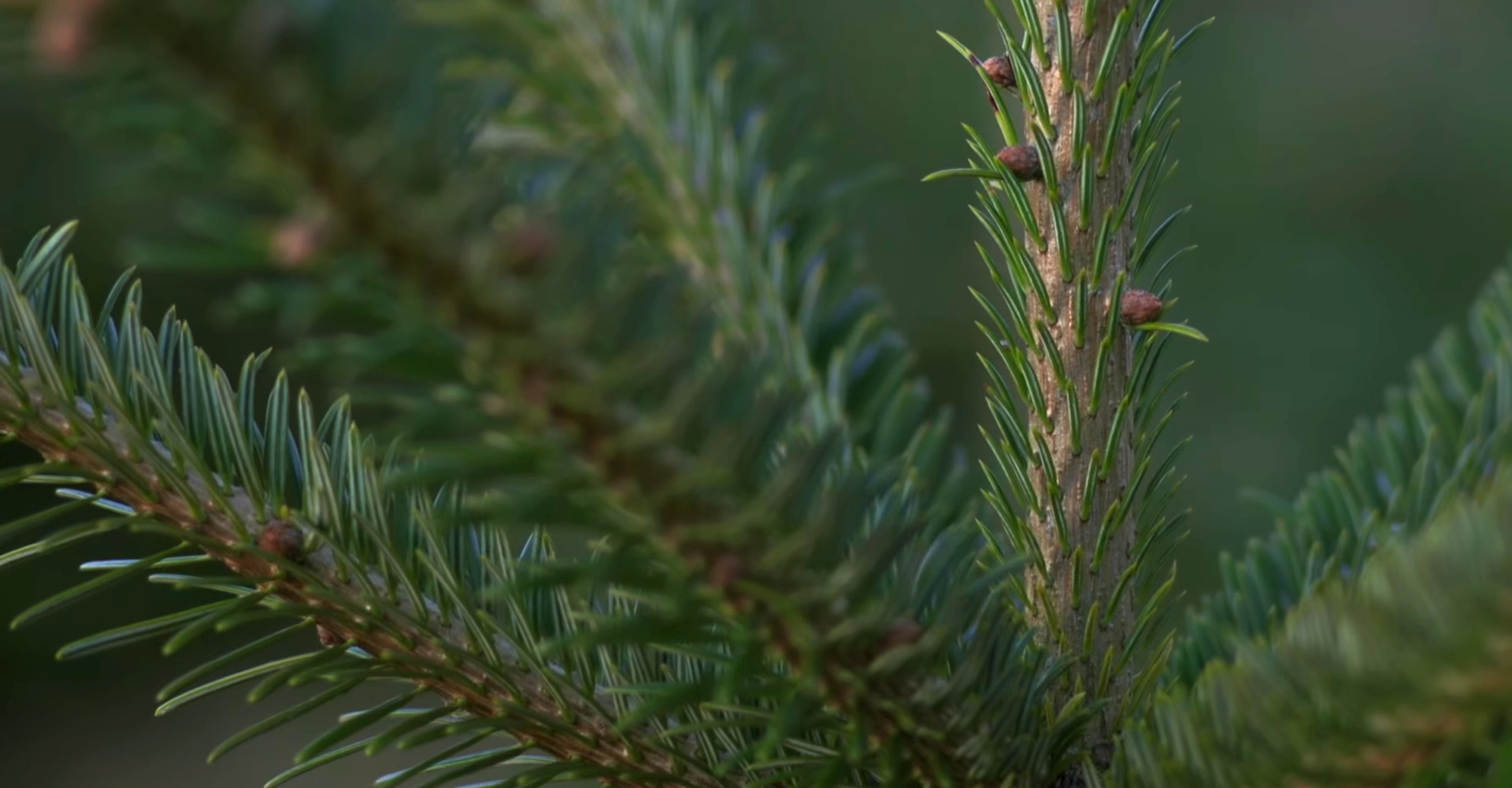 De mooiste Nordmann Excellent kerstbomen in Uithoorn vanaf € 15,-