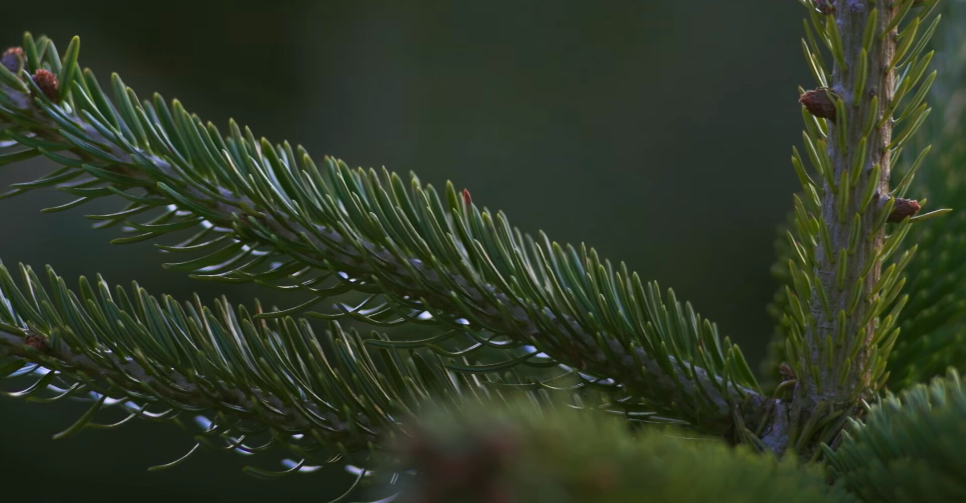 Adembenemende mooie Nordmann Excellent kerstbomen in Uithoorn
